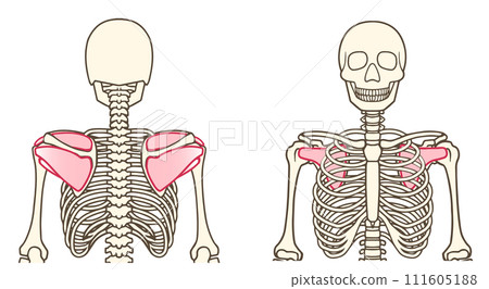 肩袖、肩袖（岡上肌、岡下肌、小圓肌、肩胛下肌） 111605188