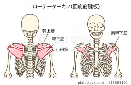 Illustration of rotator cuff and rotator cuff (supraspinatus, infraspinatus, teres minor, subscapularis) Illustration of rotator cuff and rotator cuff (supraspinatus, infraspinatus, teres minor, subscapularis) 111605191