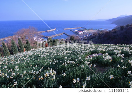 Futami Daffodil Field (Ehime Prefecture, Iyo City, Japanese Daffodil Flower Opening) 111605341