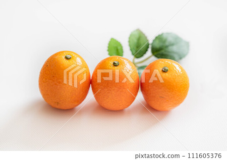 Kumquats lined up 111605376