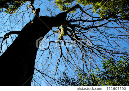A large winter tree that shines against the blue sky and its branches that cover the sky 111605500