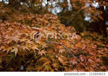 京都下鴨神社的紅葉 111605615