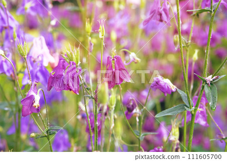 Aquilegia vulgaris flowers blooming with white bright petals. Spring blurred background of nature. Pink color. Low mountain range. 111605700