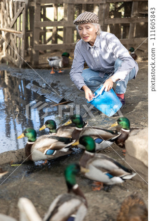 Elderly woman feeds domestic ducks on shore of man-made pond in the backyard of farm Elderly woman feeds domestic ducks on shore of man-made pond in the backyard of farm 111605843