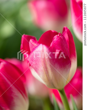 春天花壇裡的紅色鬱金香 春天花壇裡的紅色鬱金香 111605877