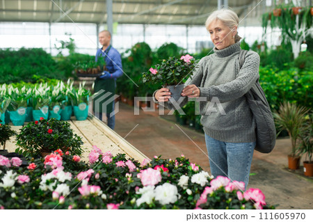 Positive senior woman choosing potted blooming azalea in shop Positive senior woman choosing potted blooming azalea in shop 111605970