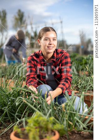 Female farmer harvesting green onions in garden 111605971
