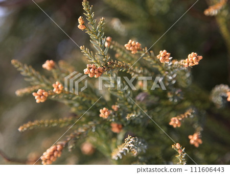 Cedar pollen Cedar pollen 111606443