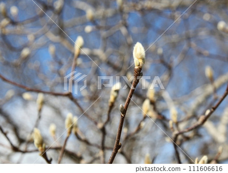 白玉蘭花芽(冬芽)等待春天 白玉蘭花芽(冬芽)等待春天 111606616