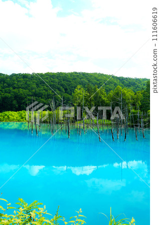 Blue Pond, a popular tourist destination in Biei, Hokkaido Blue Pond, a popular tourist destination in Biei, Hokkaido 111606619