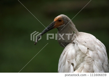 Portrait of a crested ibis during the breeding season 111606839