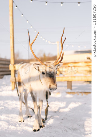 Vertical portrait of cute little reindeer pasturing in snowy deer farm on winter frozen sunny day. Horned deer standing looking at camera, no people. Concept of tourist attraction. Vertical portrait of cute little reindeer pasturing in snowy deer farm on winter frozen sunny day. Horned deer standing looking at camera, no people. Concept of tourist attraction. 111607250