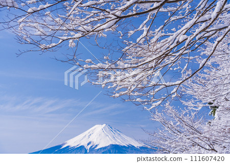 （山梨縣）日本的冬季風景·降雪後從禦坂路看到的富士山 111607420