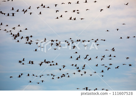 Flock of cranes flying in sky 111607528