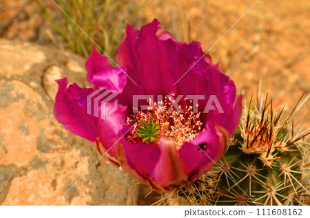 Flowering Hedge Hog cactus 111608162