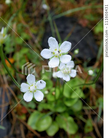 瑞士野花 Parnassia palustris 111608431