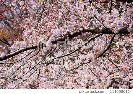 Cherry tree in full bloom  111608615