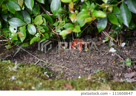 wild small red crab 111608647