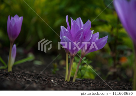 Beautiful blooming purple colchicum autumnale 111608680