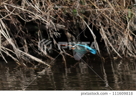 水面上飛翔的翠鳥展開翅膀 111609818