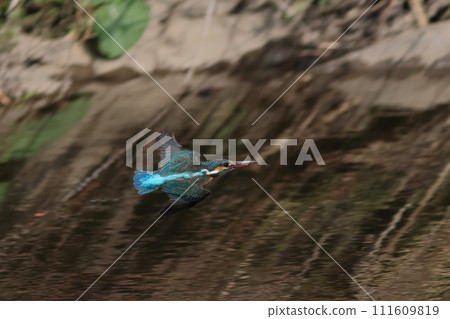 水面上飛翔的翠鳥展開翅膀 111609819