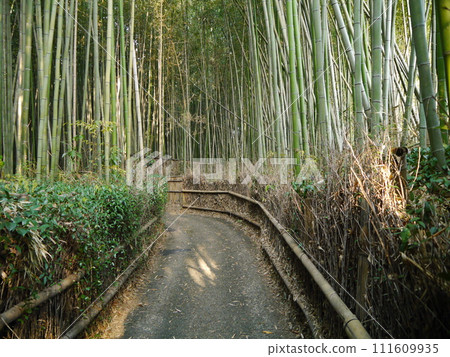 A view of the bamboo grove from the west end A view of the bamboo grove from the west end 111609935