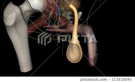 The external spermatic fascia (Intercrural Fascia ; intercolumnar fascia) is a thin membrane The external spermatic fascia (Intercrural Fascia ; intercolumnar fascia) is a thin membrane 111610045