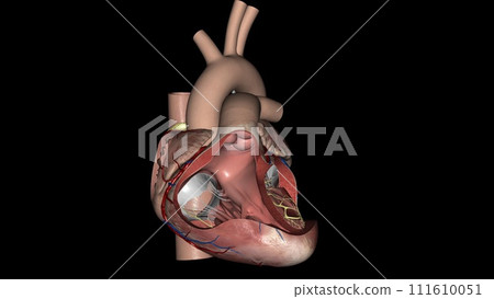 Heart, anterior fascicle 111610051