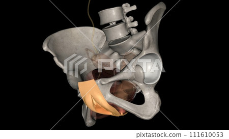 The vulva consists of the external female sex organs 111610053