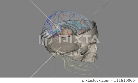 Superior anastomotic vein of trolard Superior anastomotic vein of trolard 111610060
