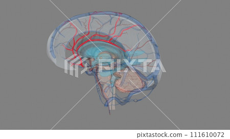 The anterior cerebral artery is the terminal branch of the communicating segment (C7) of the internal carotid artery The anterior cerebral artery is the terminal branch of the communicating segment (C7) of the internal carotid artery 111610072