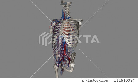 Trunk, Arteries and Veins 111610084