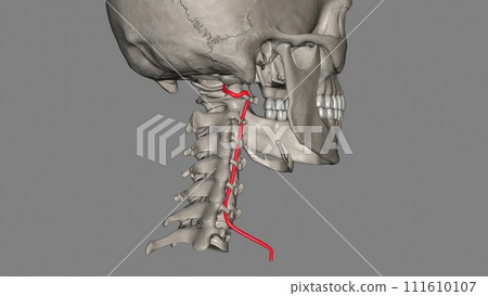 The vertebral arteries run through the spinal column in the neck to provide blood to the brain and spine The vertebral arteries run through the spinal column in the neck to provide blood to the brain and spine 111610107
