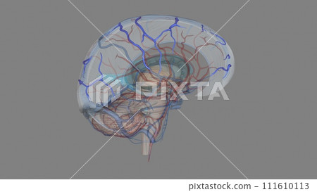 The superior cerebral veins drain the superior portion of the cerebral cortex 111610113
