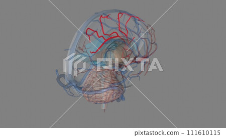 The anterior cerebral artery is the terminal branch of the communicating segment (C7) of the internal carotid artery 111610115