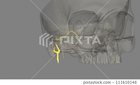 The facial nerve is the seventh cranial nerve 111610148