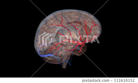 Middle cerebral artery. is the largest branch and the second terminal branch of internal carotid artery 111610152