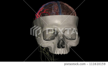 The middle cerebral artery (MCA) is a critical artery which has an extensive clinical significance The middle cerebral artery (MCA) is a critical artery which has an extensive clinical significance 111610159