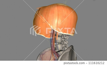 The diaphragm is a muscle that helps you inhale and exhale 111610212