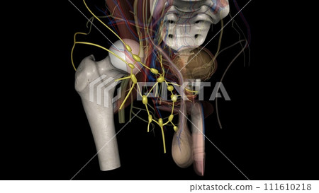 The superficial inguinal lymph nodes reside below the inguinal ligament and subdivide into the inferior The superficial inguinal lymph nodes reside below the inguinal ligament and subdivide into the inferior 111610218