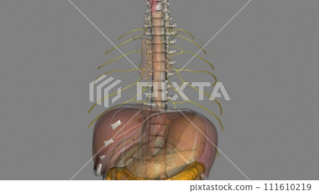 They receive efferent lymphatic vessels running around the intercostal space and emerging from between the muscles 111610219