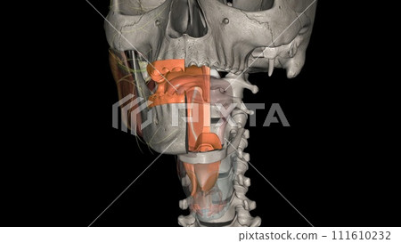 The oropharynx is the middle chamber of the pharynx that passes food from the mouth into the laryngopharynx 111610232