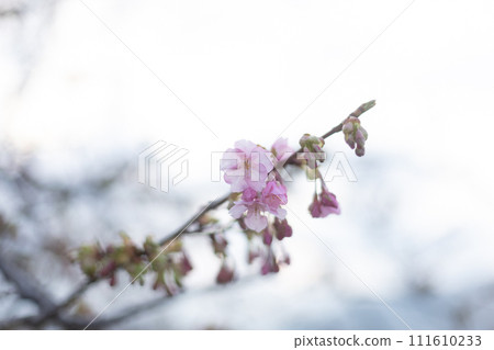 Kawazu cherry tree 12 111610233