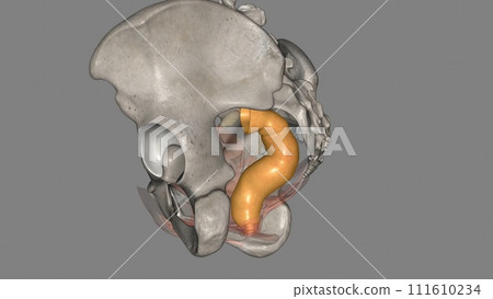 rectum is at the end of your colon and on the other side of your anal canal 111610234