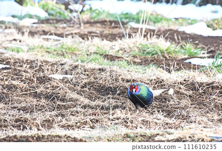 A male pheasant looking straight ahead while walking around in the vegetable garden. 111610235