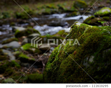 岩石上生長的青苔和背景中的河流 111610295