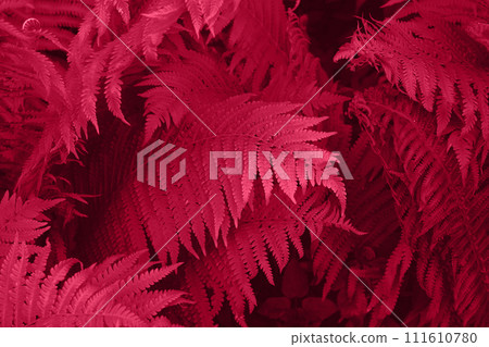 Viva Magenta beautiful view of fern plant in monochrome color. Forest Viva Magenta colored fern plants. Trendy color 2023 Viva Magenta beautiful view of fern plant in monochrome color. Forest Viva Magenta colored fern plants. Trendy color 2023 111610780