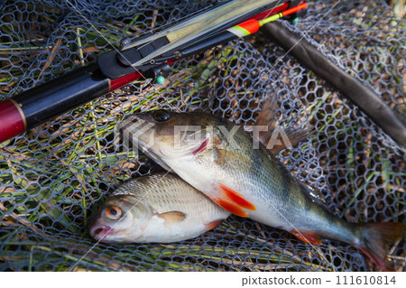 Common perch or European perch (Perca Fluviatilis) and common roach (Rutilus Rutilus) with float rod on black fishing net.. Common perch or European perch (Perca Fluviatilis) and common roach (Rutilus Rutilus) with float rod on black fishing net.. 111610814