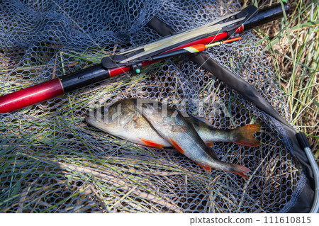 Common perch or European perch (Perca Fluviatilis) with float rod on black fishing net.. Common perch or European perch (Perca Fluviatilis) with float rod on black fishing net.. 111610815