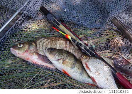 Assort kinds of fish - freshwater common bream, common perch or European perch, white bream or silver bream with float rod on black fishing net.. Assort kinds of fish - freshwater common bream, common perch or European perch, white bream or silver bream with float rod on black fishing net.. 111610821